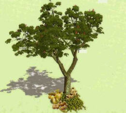 Heath Food Tree